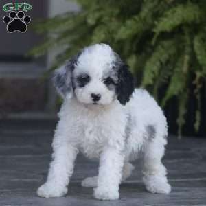 Kaci – F1b, Cavapoo Puppy